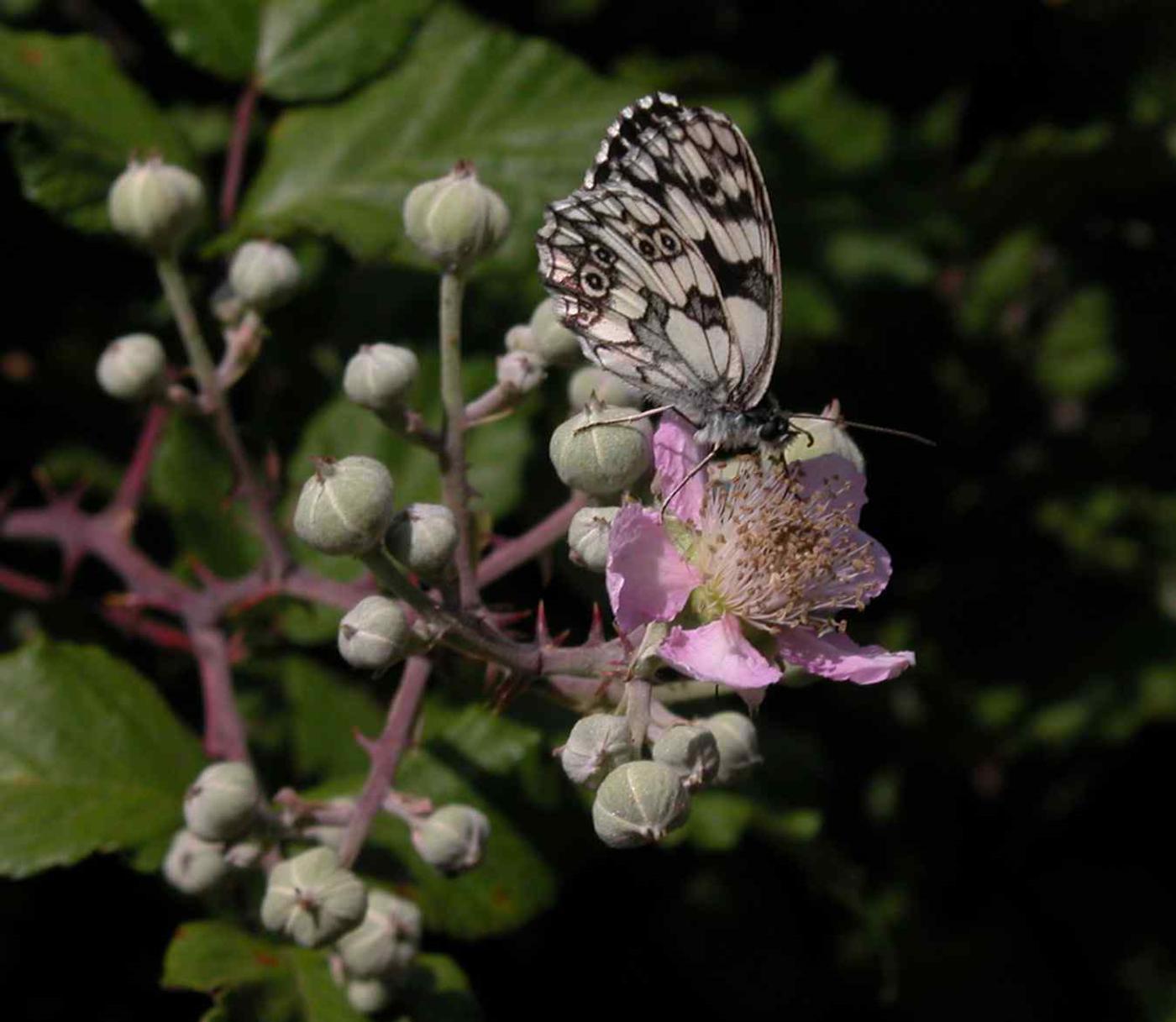 Bramble, Common flower